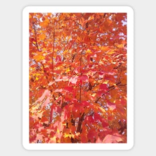 Red Autumn Leaves Sticker